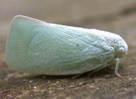 Northern Flatid